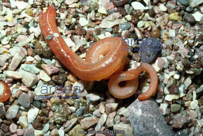 : MARINE RIBBON WORM : MARINE RIBBON WORM