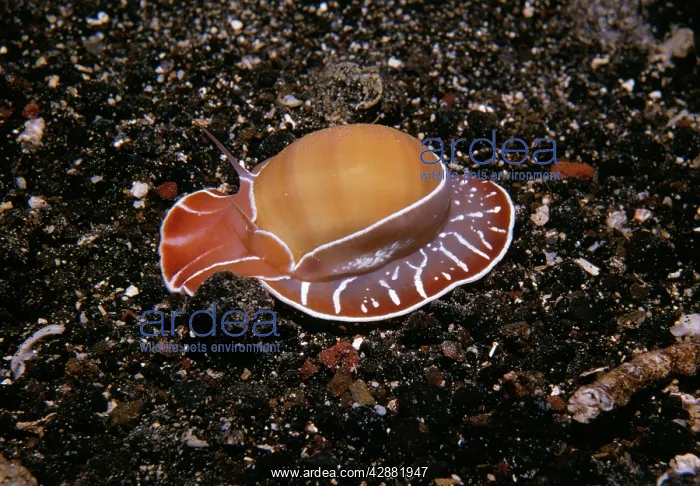 : Marine / Sea Moon SNAIL : Marine / Sea Moon SNAIL