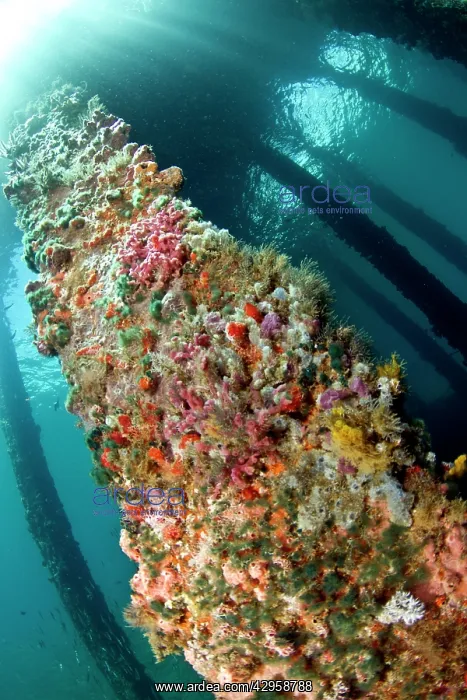  : Marine Sponges - under the Jetty