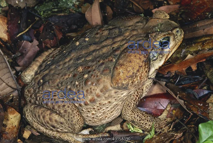  : Marine Toad