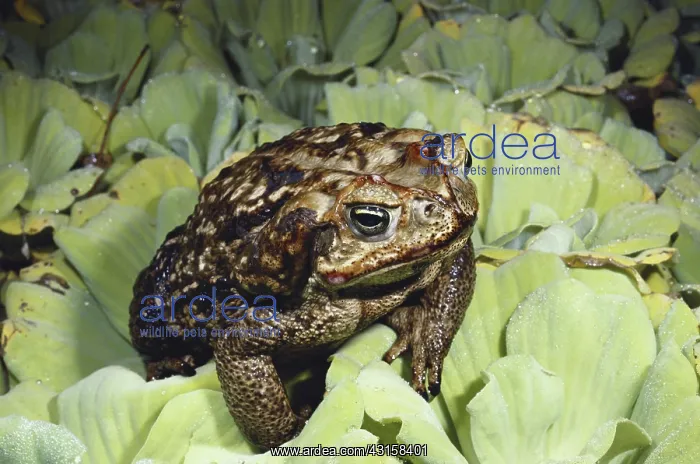  : Marine Toad
