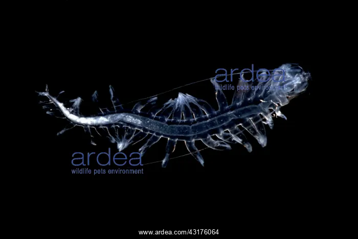 : Marine worm : Marine worm