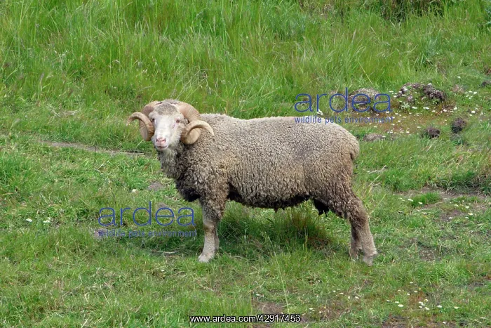 : Marino Ram - on pasture : Marino Ram - on pasture