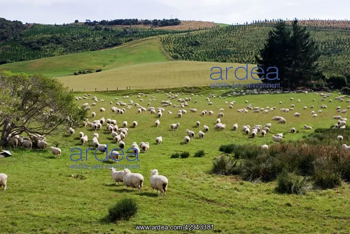 : Marino Sheep - probably the oldest sheep breed in the world : Marino Sheep - probably the oldest sheep breed in the world