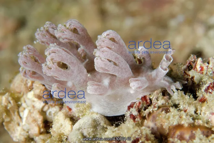 : Marionia Nudibranch Wainilu dive site, Rinca Island : Marionia Nudibranch Wainilu dive site, Rinca Island