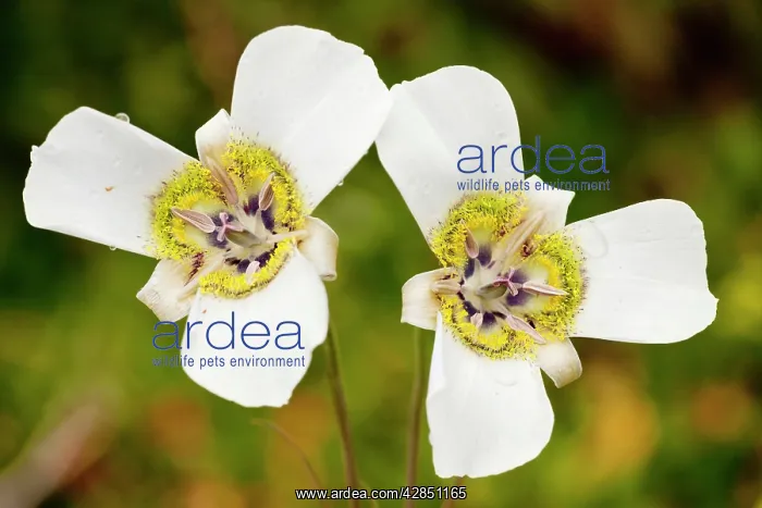 : Mariposa Lily : Mariposa Lily