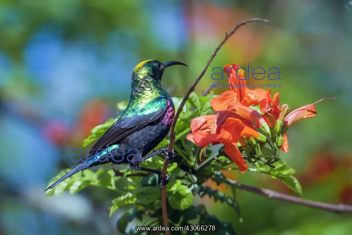: Mariqua Sunbird in Kruger National park, South Africa : Mariqua Sunbird in Kruger National park, South Africa