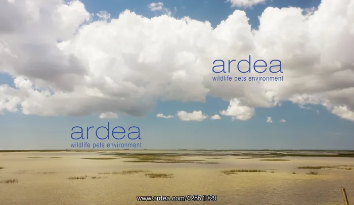 : The marismas (marshes) of the Coto Donana National Park : The marismas (marshes) of the Coto Donana National Park