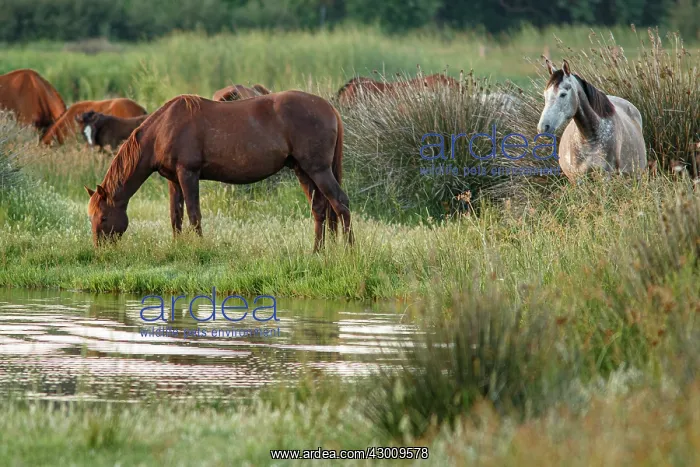 : Marismeno Horse - breed of horse endemic from marshes : Marismeno Horse - breed of horse endemic from marshes
