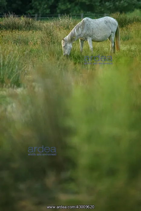 : Marismeno Horse - breed of horse endemic from marshes : Marismeno Horse - breed of horse endemic from marshes