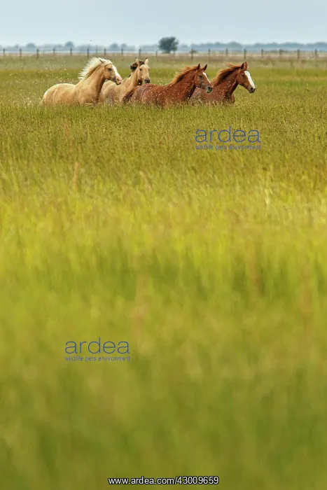 : Marismeno Horse - breed of horse endemic from marshes : Marismeno Horse - breed of horse endemic from marshes