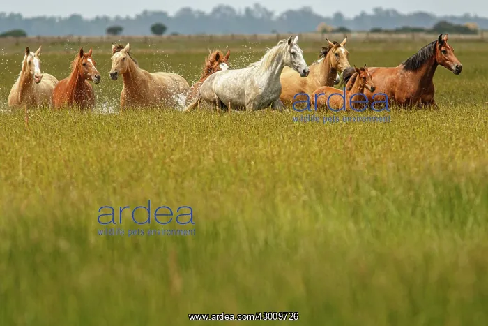 : Marismeno Horse - breed of horse endemic from marshes : Marismeno Horse - breed of horse endemic from marshes