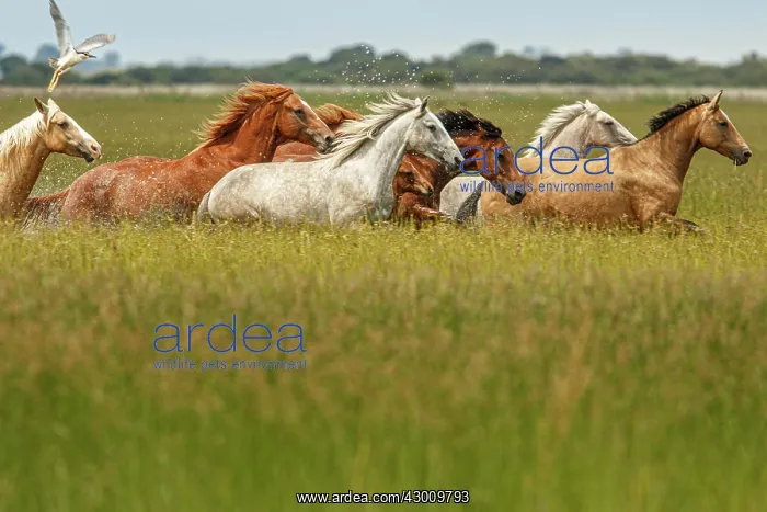 : Marismeno Horse - breed of horse endemic from marshes : Marismeno Horse - breed of horse endemic from marshes