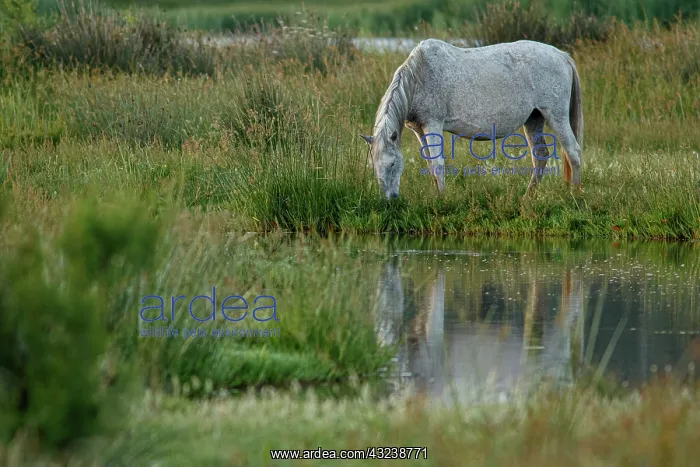 : Marismeno Horse - breed of horse endemic from marshes : Marismeno Horse - breed of horse endemic from marshes