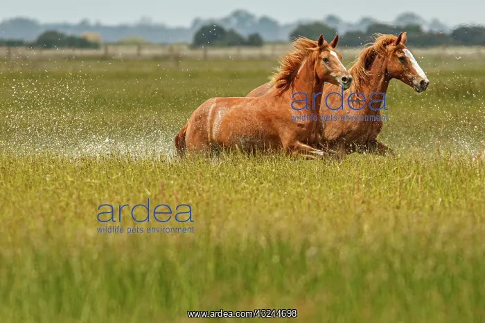 : Marismeno Horse - breed of horse endemic from marshes : Marismeno Horse - breed of horse endemic from marshes
