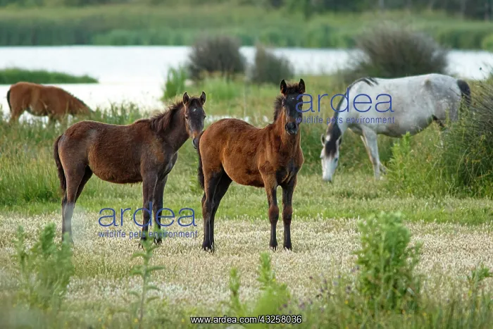 : Marismeno Horse - breed of horse endemic from marshes : Marismeno Horse - breed of horse endemic from marshes