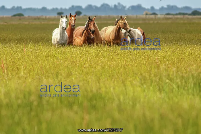 : Marismeno Horse - breed of horse endemic from marshes : Marismeno Horse - breed of horse endemic from marshes