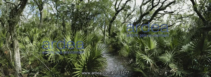 : Maritime Forest : Maritime Forest