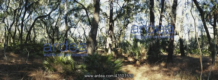 : Maritime Forest : Maritime Forest