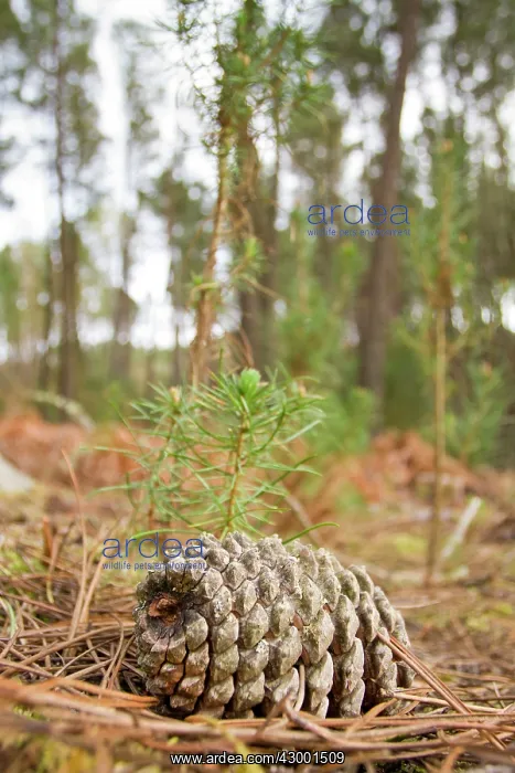 : Maritime Pine - cone next to young trees : Maritime Pine - cone next to young trees