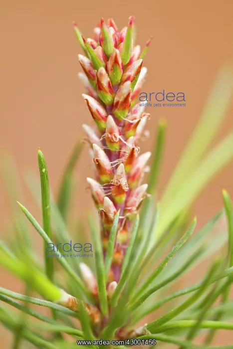 : Maritime Pine - detail of the flower of young tree : Maritime Pine - detail of the flower of young tree