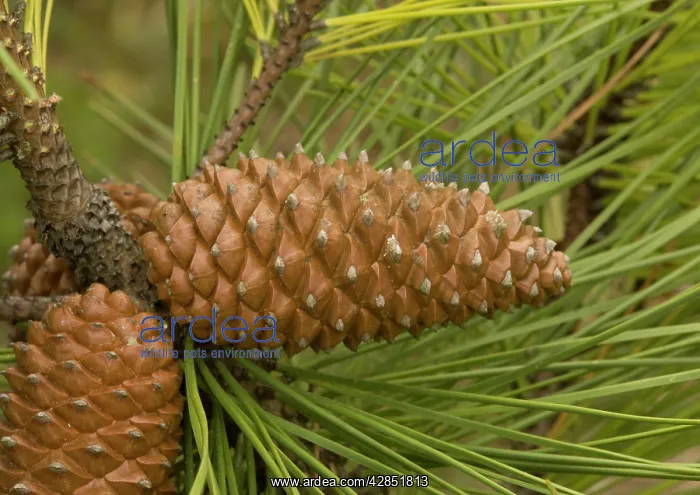 : Maritime pine, planted on sand dunes and native : Maritime pine, planted on sand dunes and native