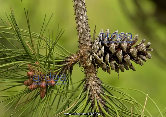 : Maritime pine - planted on sand dunes and native : Maritime pine - planted on sand dunes and native