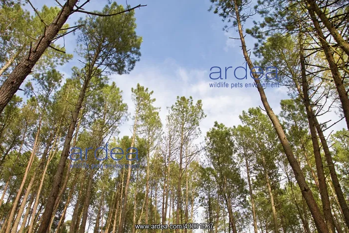 : Maritime Pine Trees - pine forest : Maritime Pine Trees - pine forest