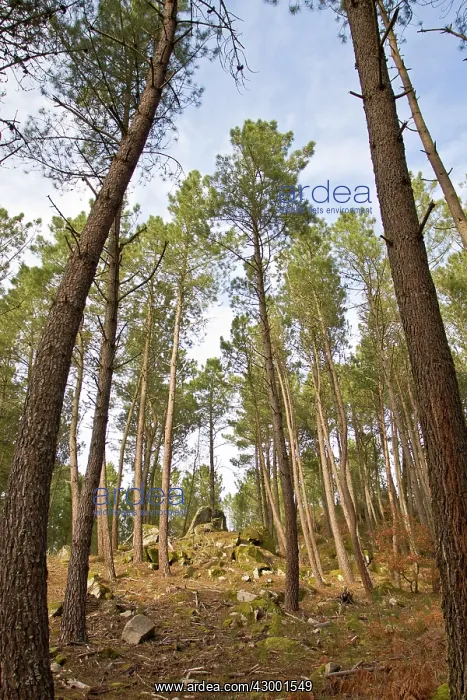 : Maritime Pine Trees - pine forest : Maritime Pine Trees - pine forest