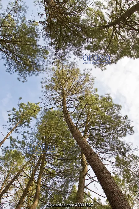 : Maritime Pine - detail of treetops : Maritime Pine - detail of treetops