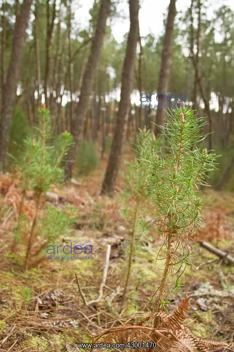: Maritime Pine - young trees : Maritime Pine - young trees