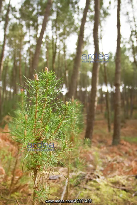 : Maritime Pine - young trees : Maritime Pine - young trees