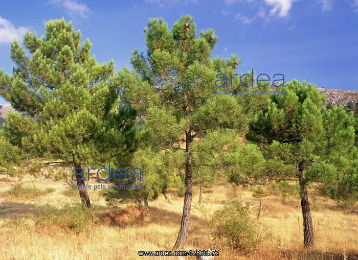 : Maritime PINES : Maritime PINES