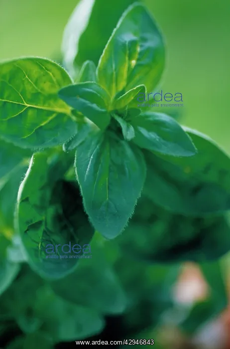 : Marjoram, Pot marjoram, Origanum onites : Marjoram, Pot marjoram, Origanum onites