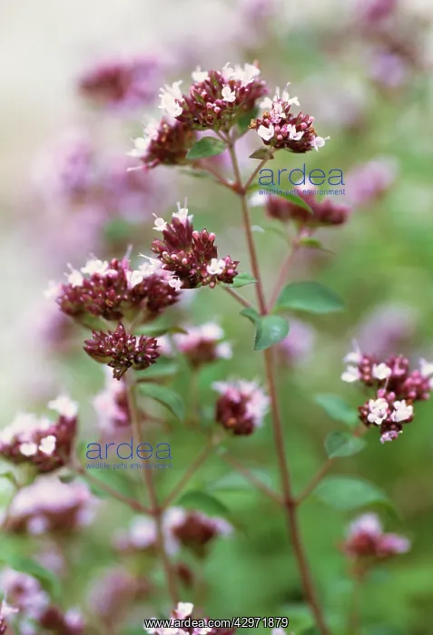 : Marjoram, Oregano, Origanum vulgare : Marjoram, Oregano, Origanum vulgare