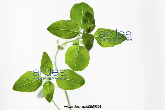 : Marjoram, Oregano, Origanum : Marjoram, Oregano, Origanum