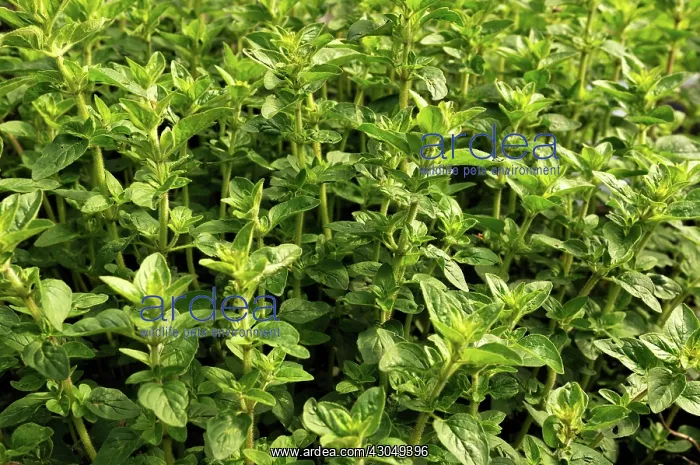 : Marjoram, Origanum vulgare, Oregano : Marjoram, Origanum vulgare, Oregano