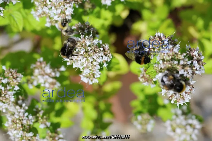 : Marjoram, Oregano, Origanum : Marjoram, Oregano, Origanum