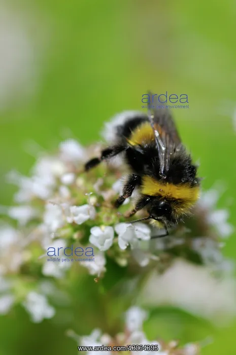 : Marjoram, Oregano, Origanum : Marjoram, Oregano, Origanum