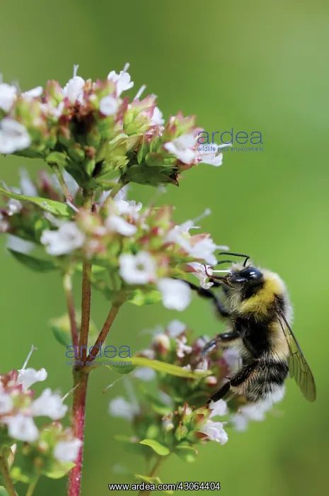 : Marjoram, Oregano, Origanum : Marjoram, Oregano, Origanum