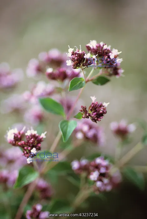 : Marjoram, Oregano, Origanum vulgare : Marjoram, Oregano, Origanum vulgare