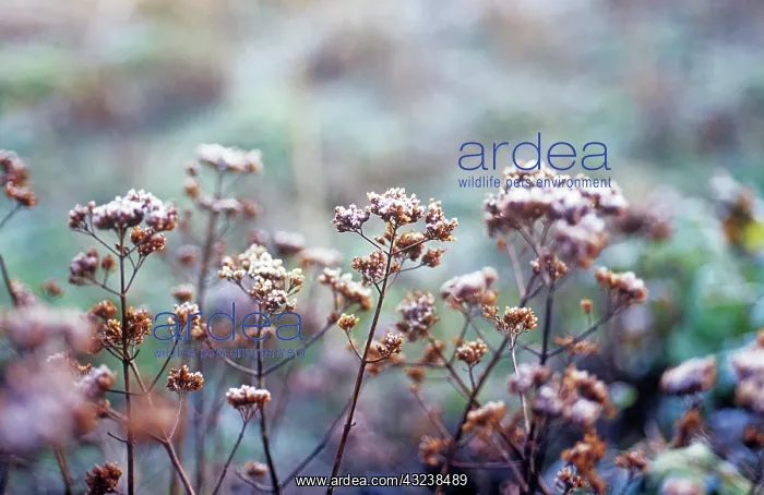 : Marjoram, Oregano, Origanum vulgare : Marjoram, Oregano, Origanum vulgare