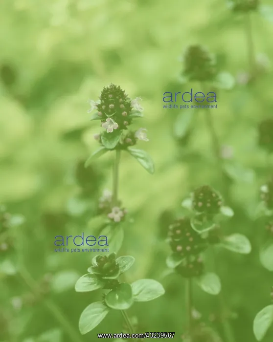  : Marjoram, Oregano, Origanum vulgare