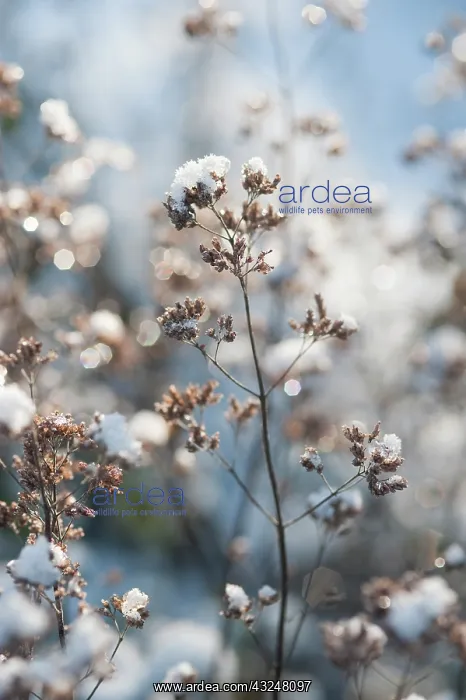 : Marjoram, Oregano, Origanum vulgare : Marjoram, Oregano, Origanum vulgare