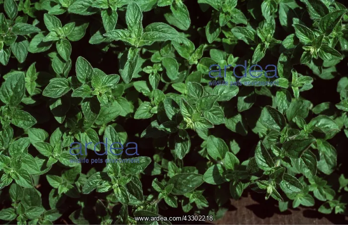 : MARJORAM / Oregano - Grown as a herb : MARJORAM / Oregano - Grown as a herb