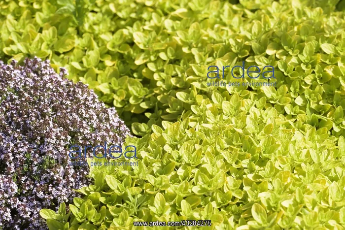 : Marjoram, Oregano & Thyme, Origanum, Thymus : Marjoram, Oregano & Thyme, Origanum, Thymus