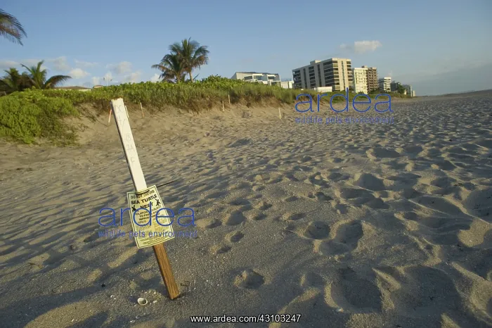 : Marked Sea Turtle Nest : Marked Sea Turtle Nest