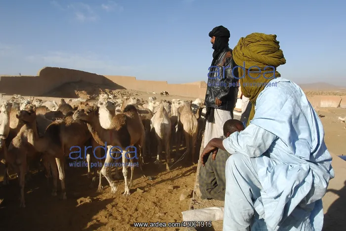: Market Camels Tamanrasset Sahara Algeria : Market Camels Tamanrasset Sahara Algeria