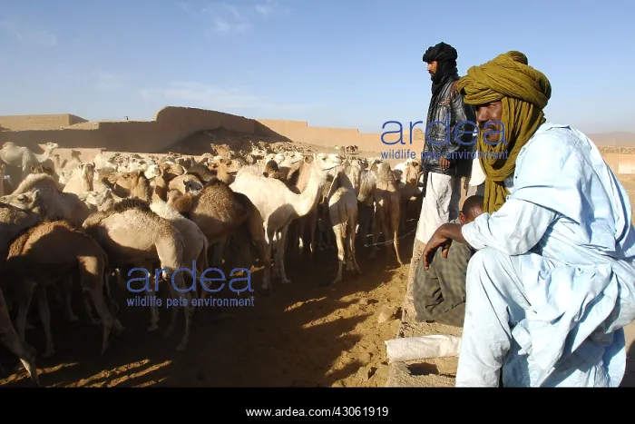 : Market Camels Tamanrasset Sahara Algeria : Market Camels Tamanrasset Sahara Algeria