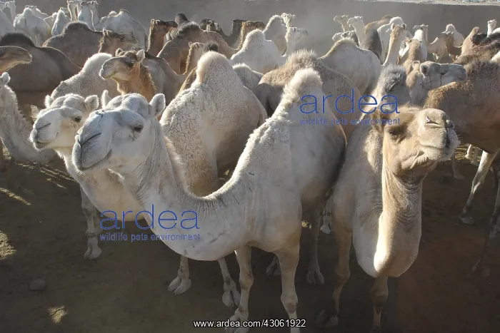 : Market Camels Tamanrasset Sahara Algeria : Market Camels Tamanrasset Sahara Algeria